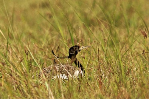 Surprise Spotting of Endangered Bird in Dadri Wetlands