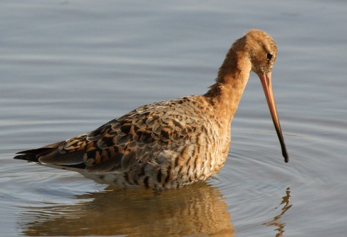 Migratory Birds Begin Arriving at Chilika Lake