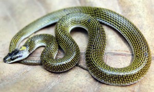 New Species Of Wolf Snake Discovered In India - India's Endangered