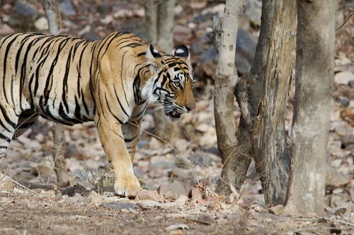 £1m Project Launched to save the Royal Bengal Tiger in India