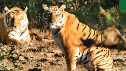 India’s Tiger Protection Squad Ensures Zero Poaching in Maharashtra Reserve