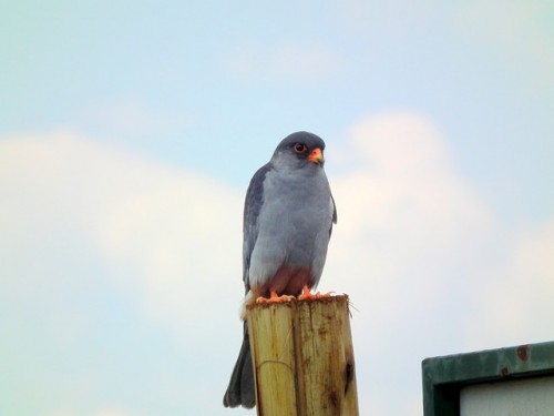 First Flock of Amur Falcons Arrive in Nagaland
