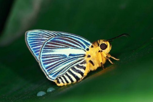 246 Species of Butterflies at Periyar Tiger Reserve