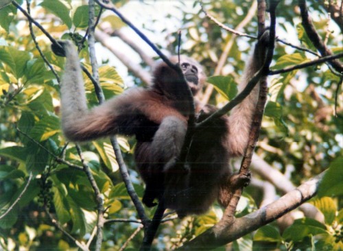 Eco-Travel: Hollongapar Gibbon Wildlife Santuary, Assam