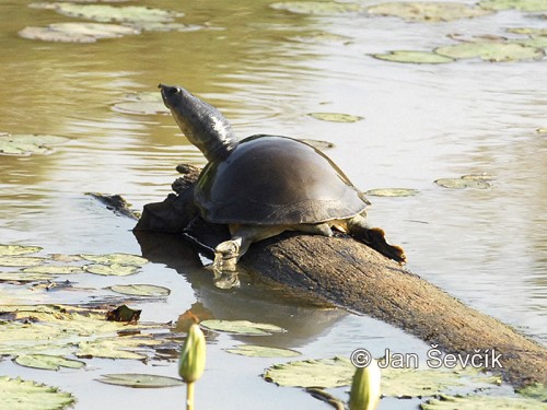 Rare Turtle Springs a Surprise on Workers Cleaning a Lake in Patiala