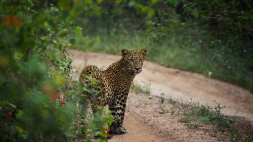 Road Kills Pose High Risk to Leopards in Madhya Pradesh