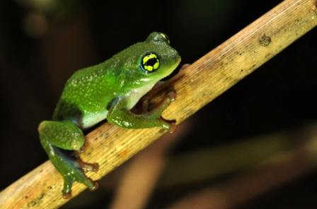 From Eggs to Baby Frogs! Rare Indian Frog bypasses Tadpole Stage
