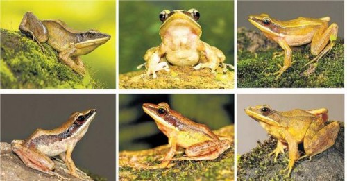 New Species of Golden-backed Frog Discovered