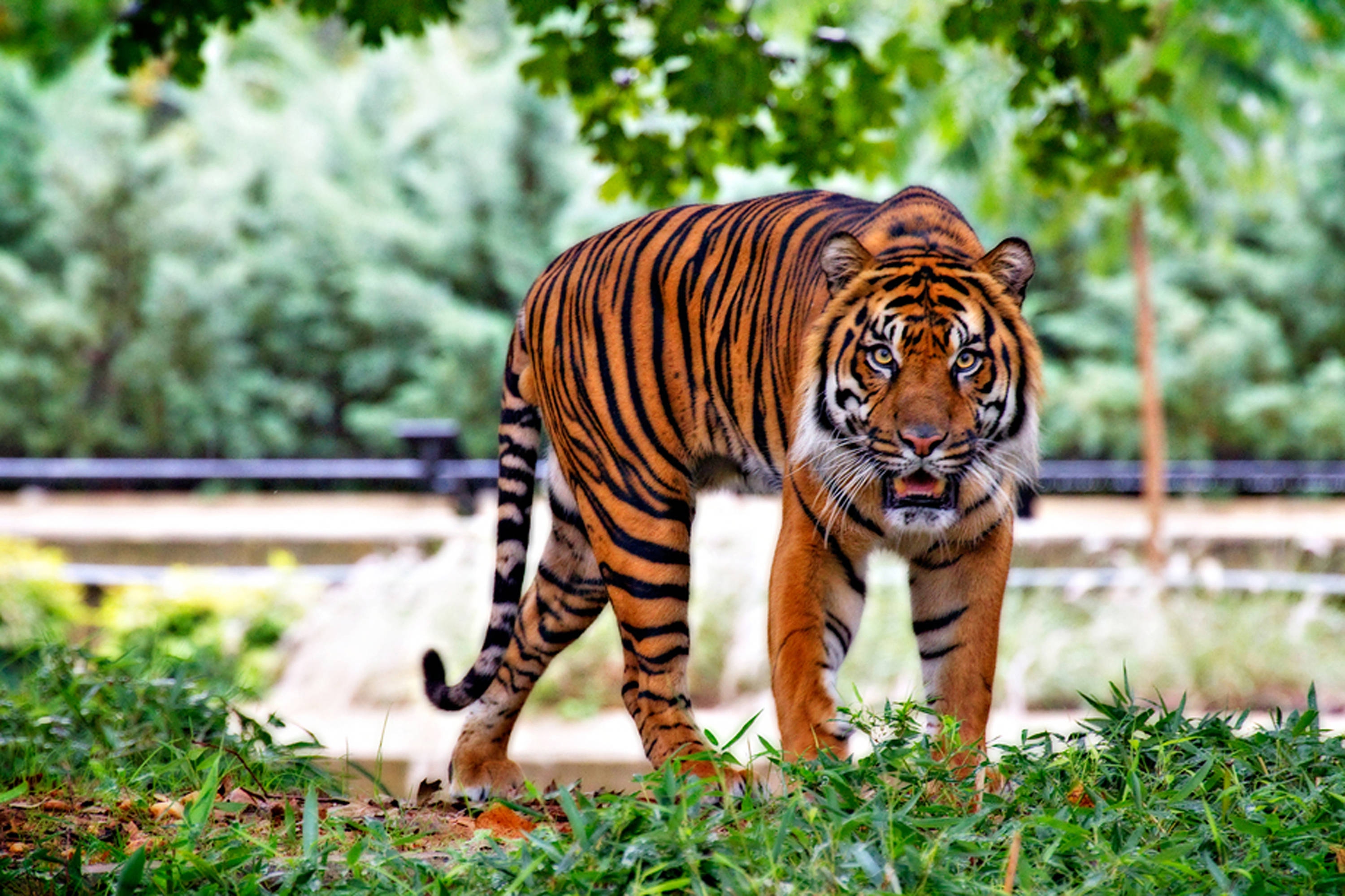 Bengal Tiger vs Sumatran Tiger Comparison - Tiger Safari India