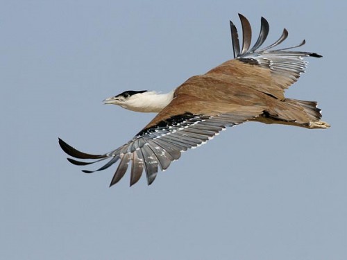 In A First, Scientists Track A Great Indian Bustard’s Over 7000 km Flight