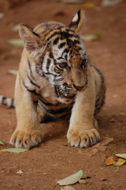 Satpura Reserve Adds Seven Cubs to its Tiger Populace