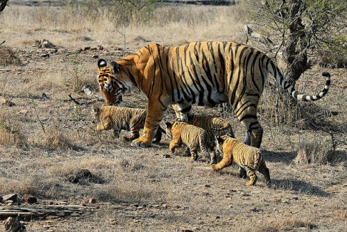 India’s Tiger Numbers Rise to 2226