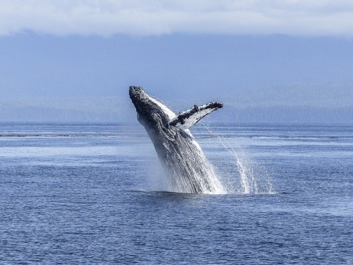 Humpback Whales Sing at Night to Hunt and Communicate
