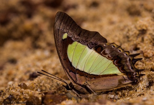 Tiny National Park Showcases Huge Butterfly Diversity