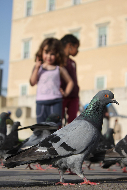 Pigeon Brains Work just like Children