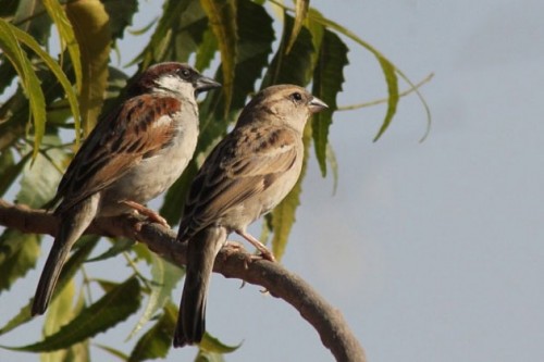 Villagers Plan Wedding of Sparrows on World Sparrow Day
