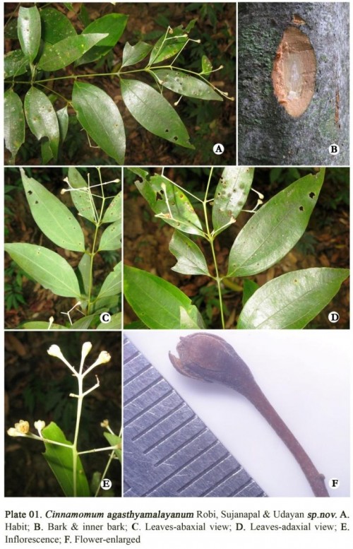 New Plant Species of Camphor Discovered in the Western Ghats