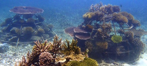 Artificial Coral Reef Structures create Ecosystems and Boost Livelihood