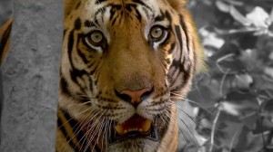 tiger-532060_640