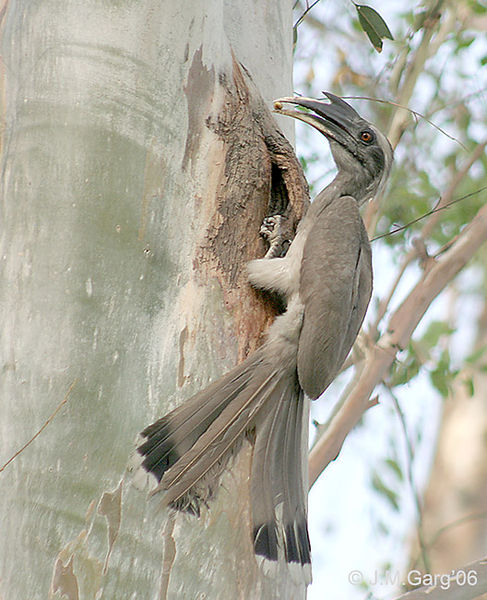 New Nesting Ideas Helping Grey Hornbills Survive in Treeless Cities