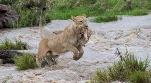 Endangered Asiatic Lions Drown in Flash Floods in Gujarat