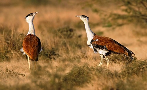 A Newborn Hope for One of the Rarest Bird in the World