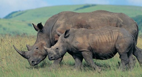 Sniffer Dogs to Protect Rhinos of Kaziranga