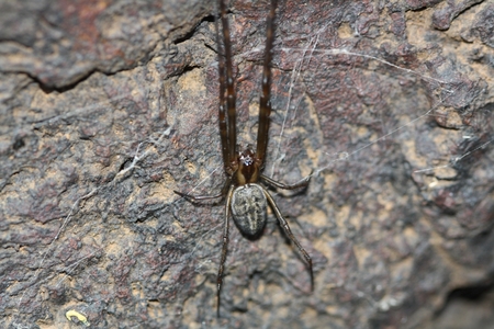 A Spider that can stay Underwater for 14 minutes!