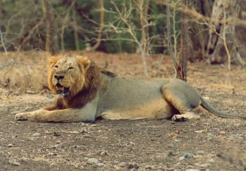 Food for Thought: Asiatic Lion