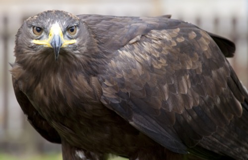 Photos: These are the Most Threatened Birds of India