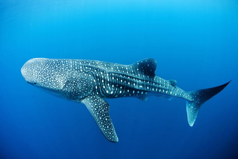 Whale Sharks can Recover from Injuries in Weeks, Re-grow Fins