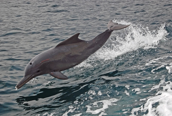 Scientist Count 569 Dolphins Along Maharashtra Coast
