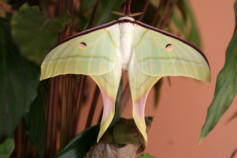 Rare Species Of Indian Moon Moth Spotted In Trichy