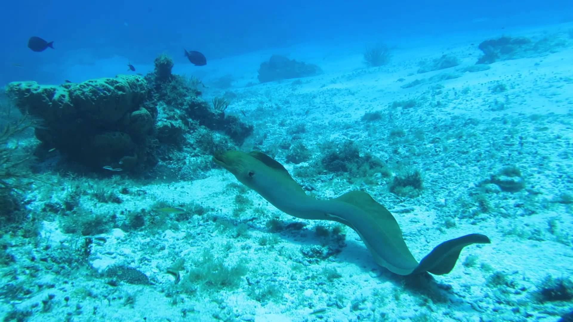 New Species Of Moray Eel Discovered In India