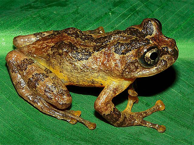 Tree Frog Found Again After 150 Years