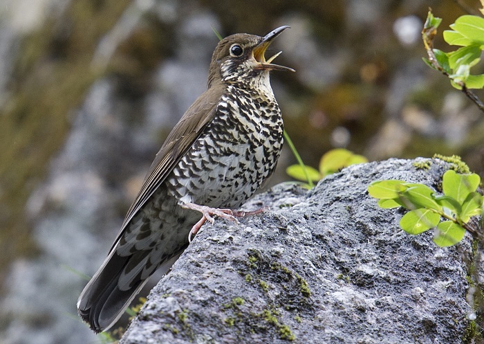 New Himalayan Singing Bird Discovered