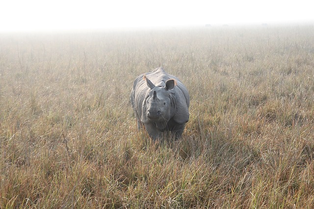 Third Rhino Of The Year Killed By Poachers In Kaziranga National Park