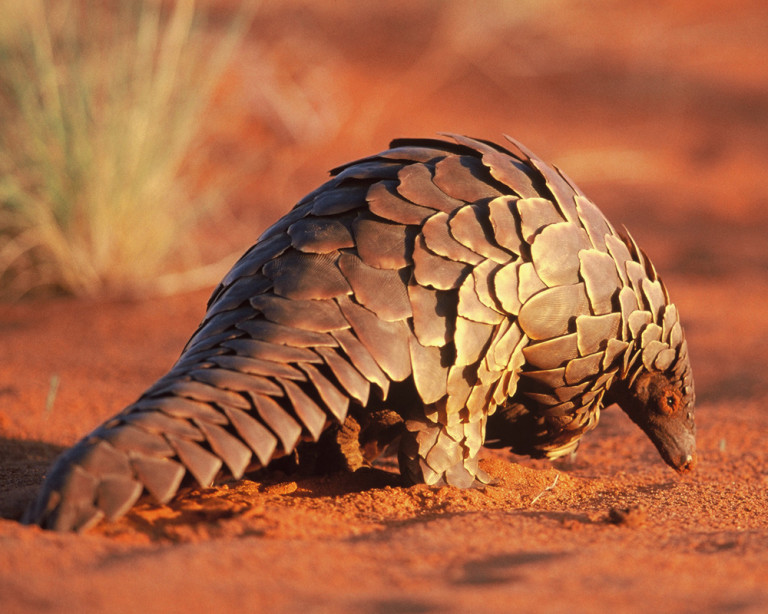 Everything You Need To Know About Pangolin Poaching - India's Endangered