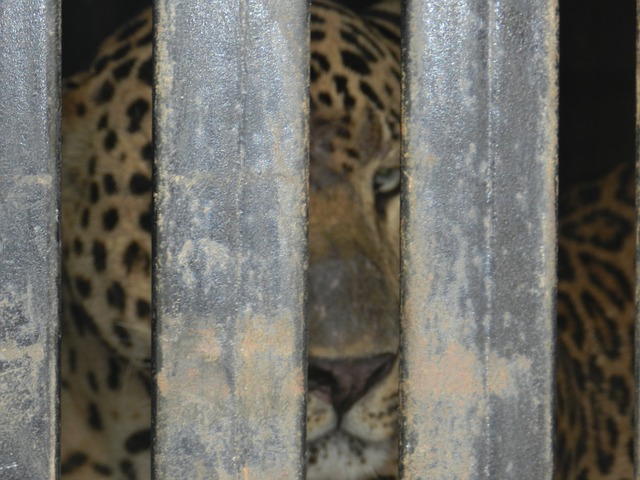 Indian Leopards : In A Spot Of Bother