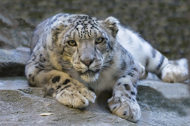 Food for Thought: Snow Leopard