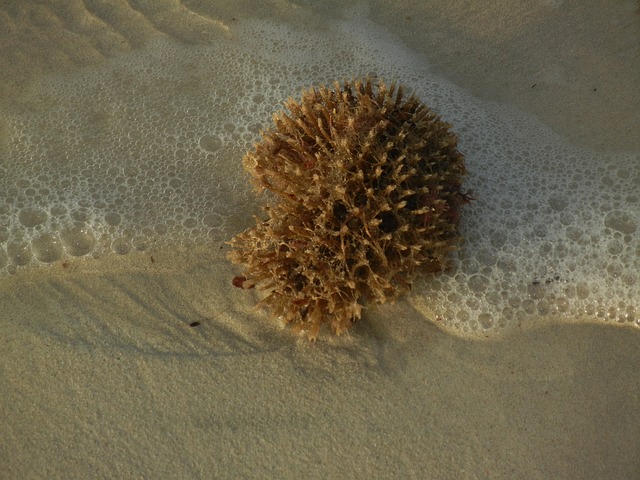 Sea Sponges Were The First Animals On Earth, Find Scientists