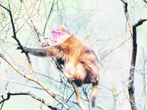 Photographers Discover A New Species Of Primate In India