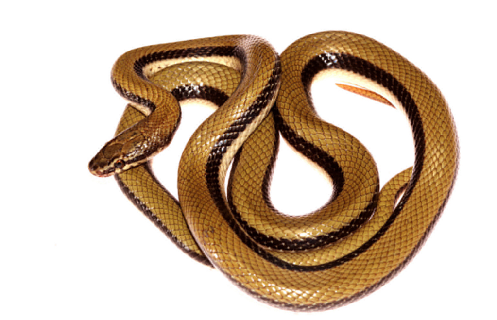 New Snake Species Discovered in Gujarat