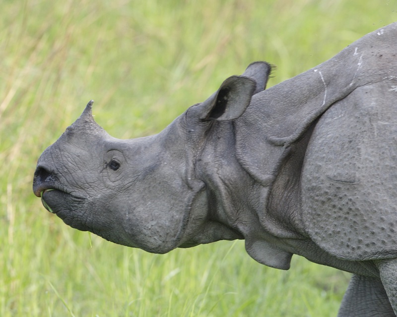 Indian Rhino: Surviving The Hunt