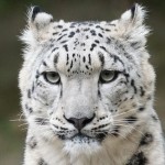 snow-leopard-931222_640