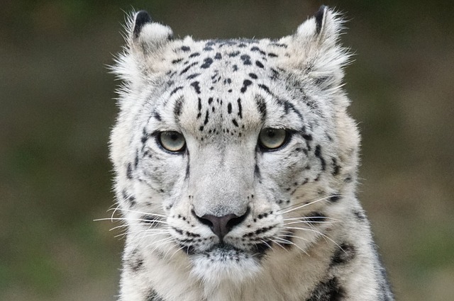 4 Reasons Why Climate Change Is Bad For Snow Leopards