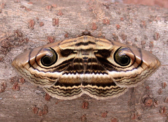 Rare Species of Moth Spotted In Tamil Nadu