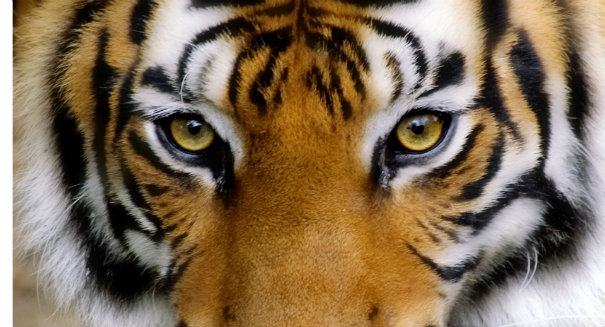 E-eye To Be Brought To All Sanctuaries To Keep An Eye On the Tiger