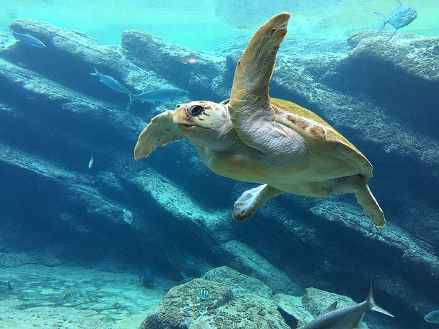 LED Lit Fishing Nets Can Save Sea Turtles