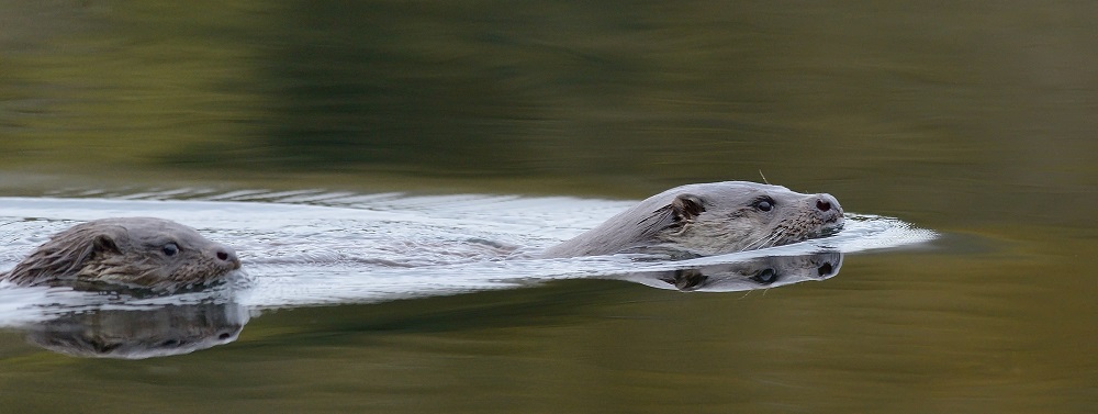 Eurasian Otter Spotted For The First Time In India